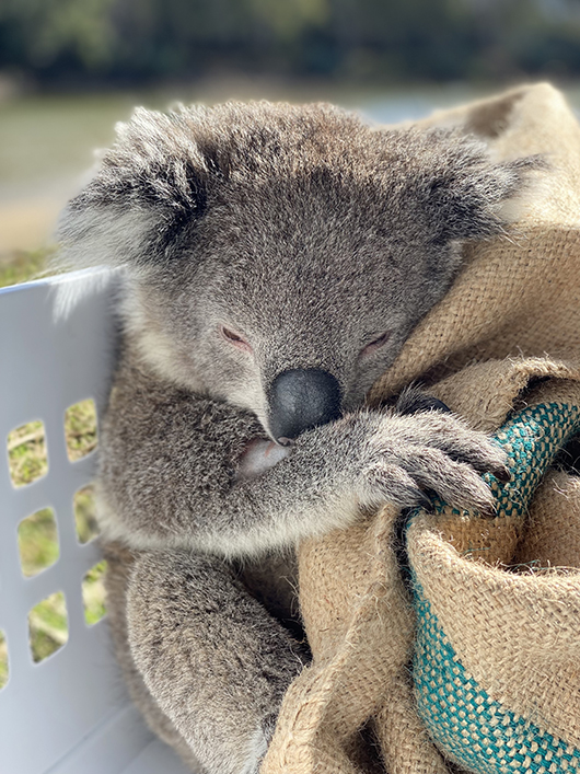 Koalas exposed to double whammy health threat - UQ News - The University of  Queensland